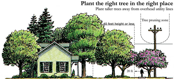 An image displaying how you should plant the right tree in the right place around your home and power lines