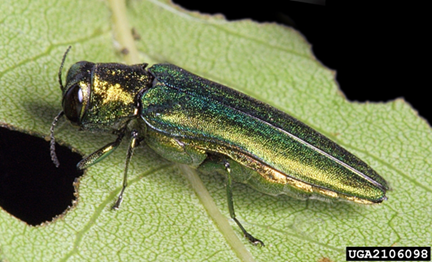 Emerald Ash Borer bug