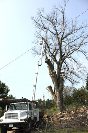 Wright-Hennepin Electric employee cuts branches down by power line